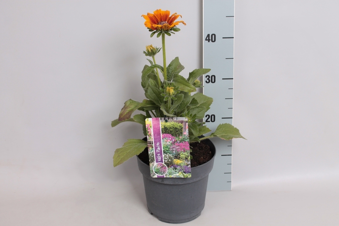 <h4>vaste planten 19 cm  Rudbeckia Summerina Butterscotch Biscuit</h4>