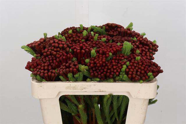 <h4>Cape green albiflora red</h4>