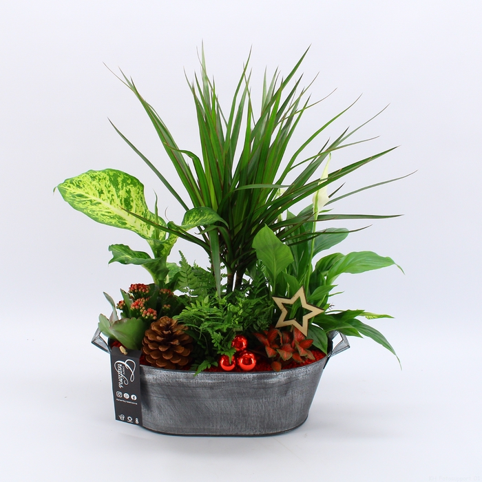 <h4>BAXM-2315R Xmas Fundamentals</h4>