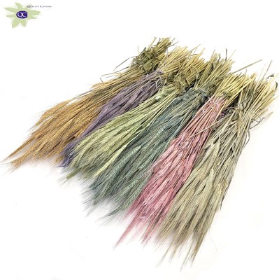 <h4>Triticale per bunch mixed colours frosted</h4>