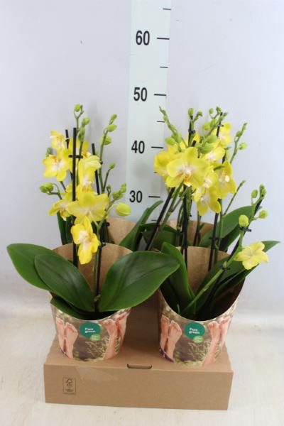 <h4>Phalaenopsis ...yellow</h4>