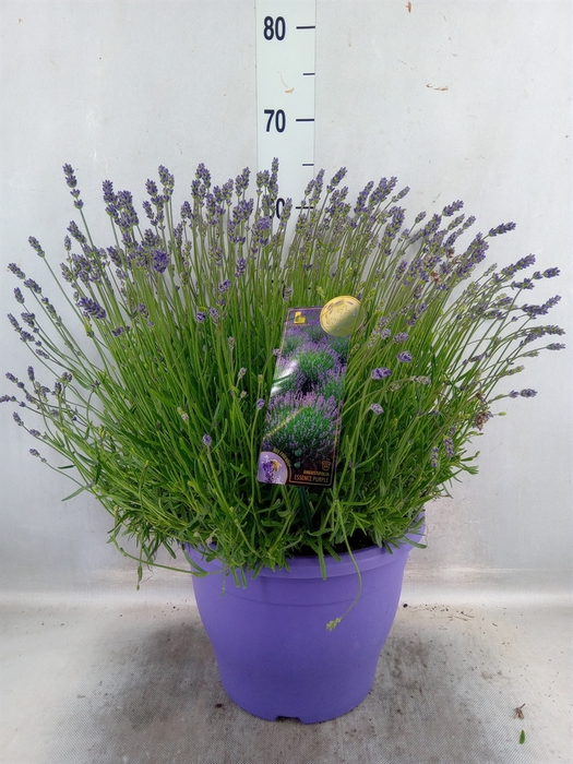 <h4>Lavandula Angus. 'essence Pure'</h4>