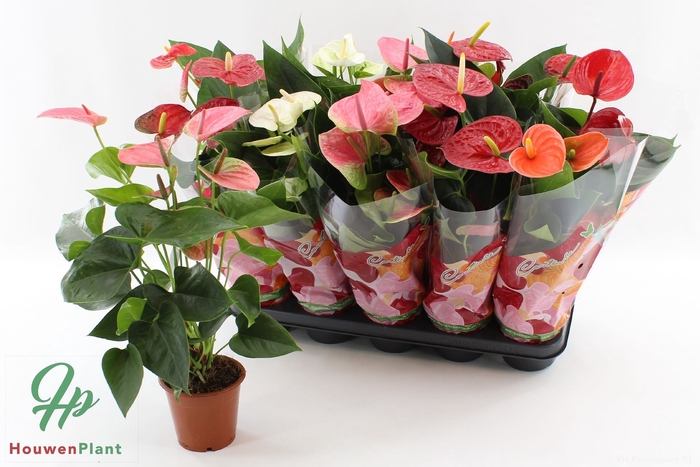 <h4>Anthurium Andreanum Grp gemengd 4 k</h4>
