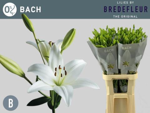 <h4>Lilium la bach</h4>