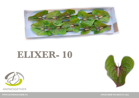 <h4>Anthurium elixer</h4>