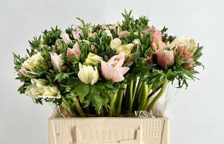 <h4>Anemone mistral plus white</h4>