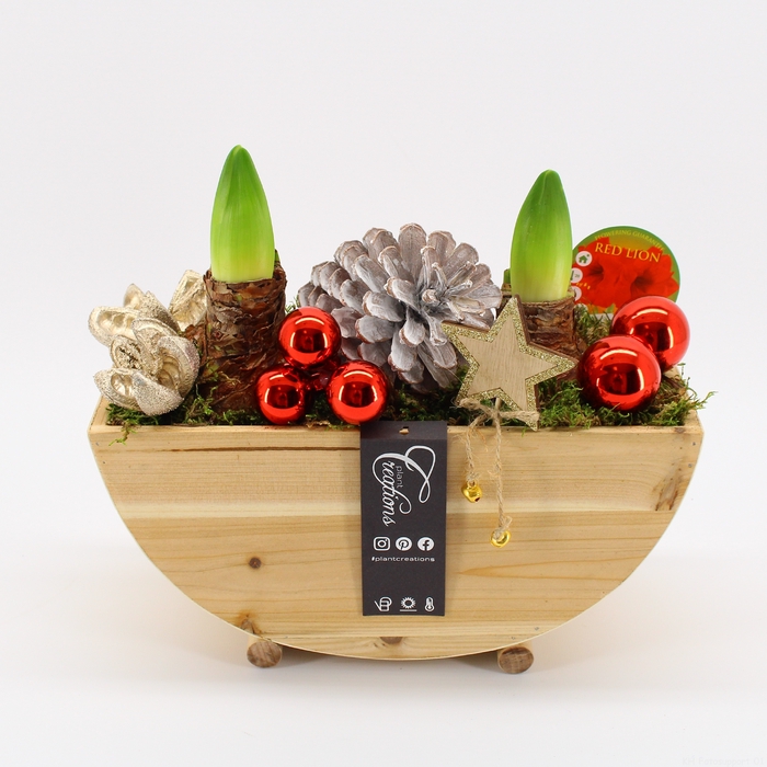 <h4>HICR-2306R Kerst Amaryllis</h4>