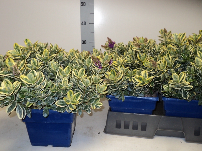 <h4>HEBE AND VARIEGATA</h4>