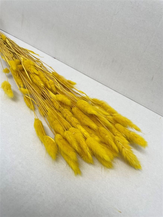 <h4>Dried Lagurus Bleached Yellow Bs</h4>