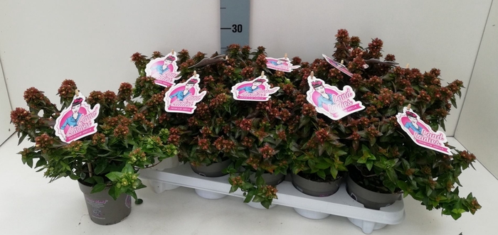 <h4>Abelia x grandiflora Land Ladies</h4>