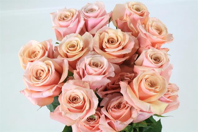 <h4>Rosa ec mother of pearl</h4>