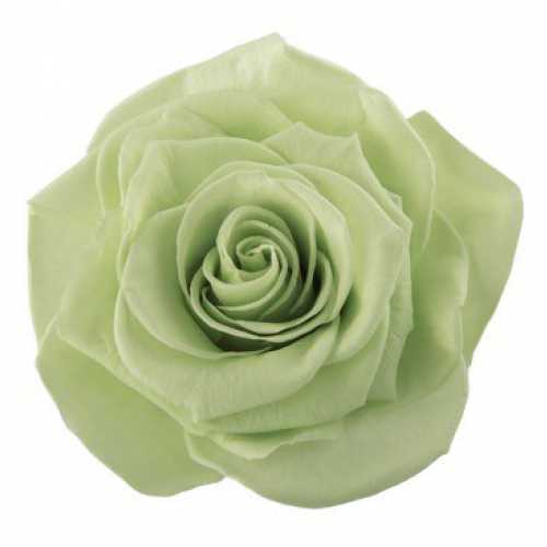 <h4>Rose Monalisa Lime Green</h4>