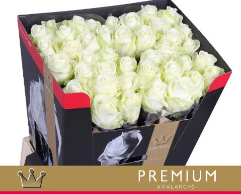 <h4>Rosa la avalanche+</h4>