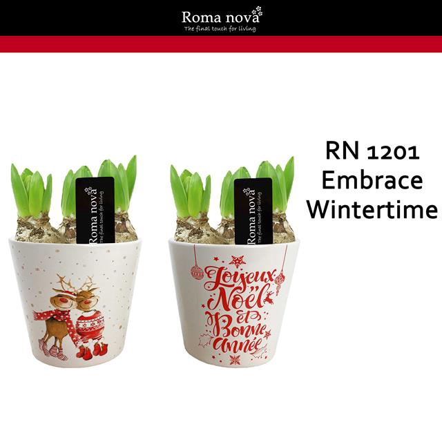 <h4>arr4 Hyacint RN1201 - Ker. embrace wintertime</h4>