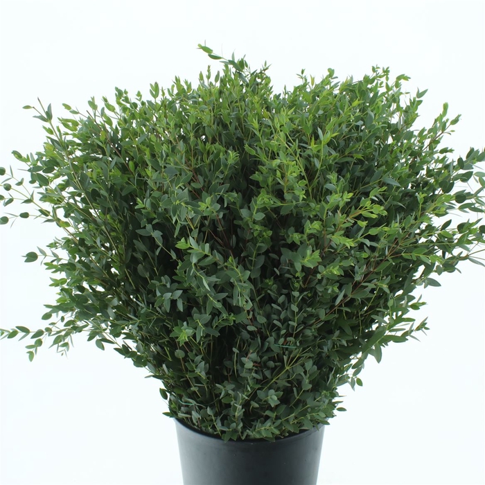 <h4>Euca Parvifolia 200gr P Bs</h4>