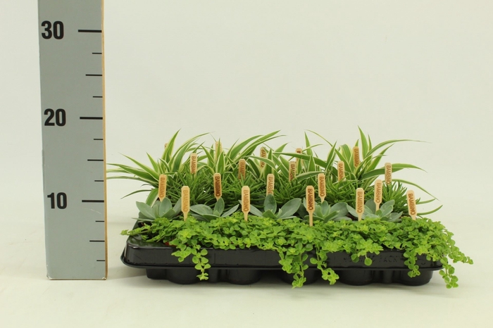 <h4>Planten ..mix</h4>