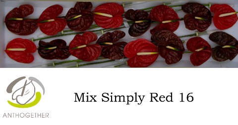 <h4>Anthurium mix red</h4>