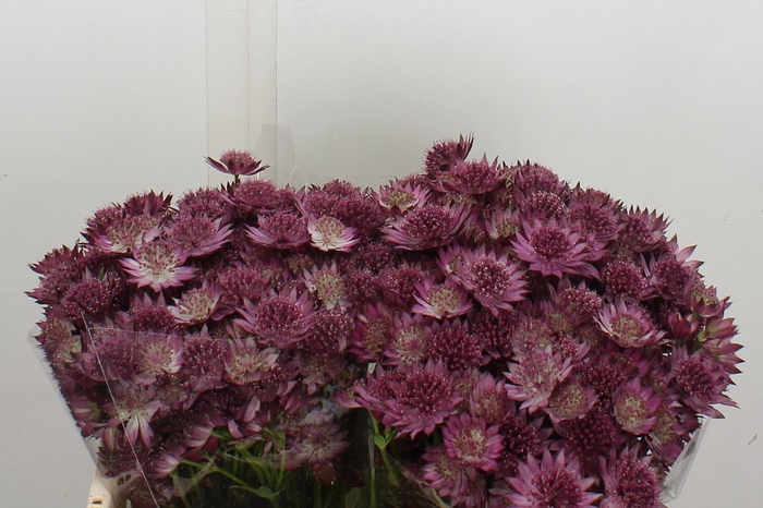 <h4>Astrantia Roma 50cm</h4>
