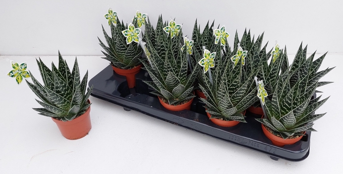 <h4>ALOE TIKI TAHI</h4>
