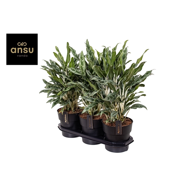 <h4>Aglaonema Greyhound</h4>