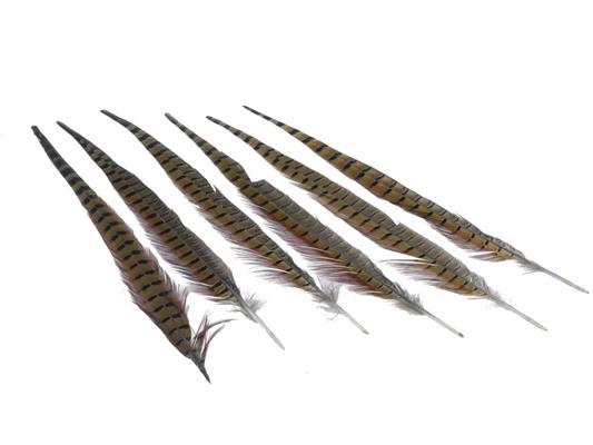 <h4>Feather Pheasant 40-45cm</h4>