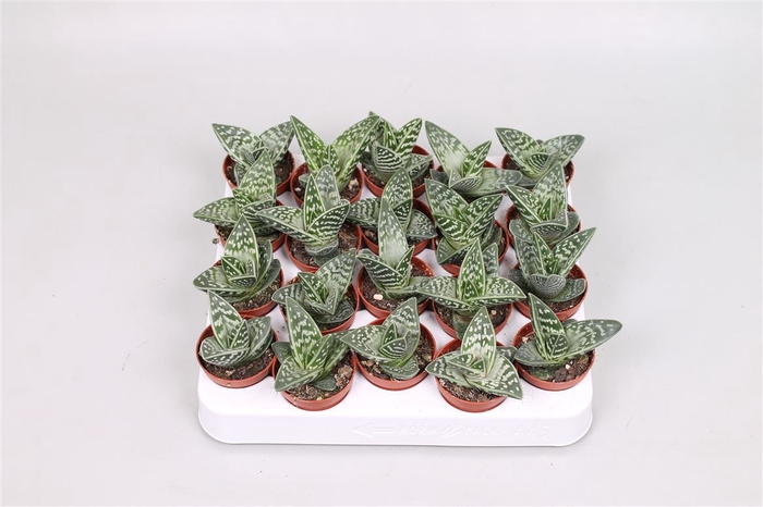<h4>Aloe variegata Magic</h4>