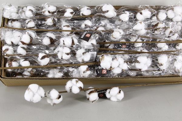 <h4>A-df Cotton White 65cm 5 Balls</h4>