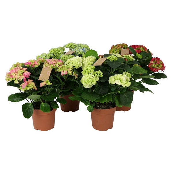 <h4>Hydrangea mix 9/10 flowers</h4>