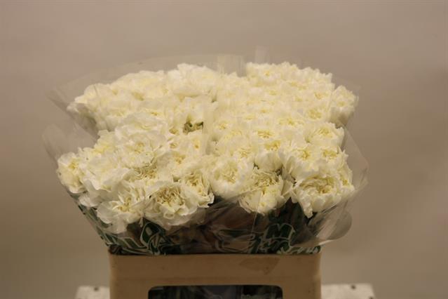 <h4>Dianthus st mont blanc</h4>