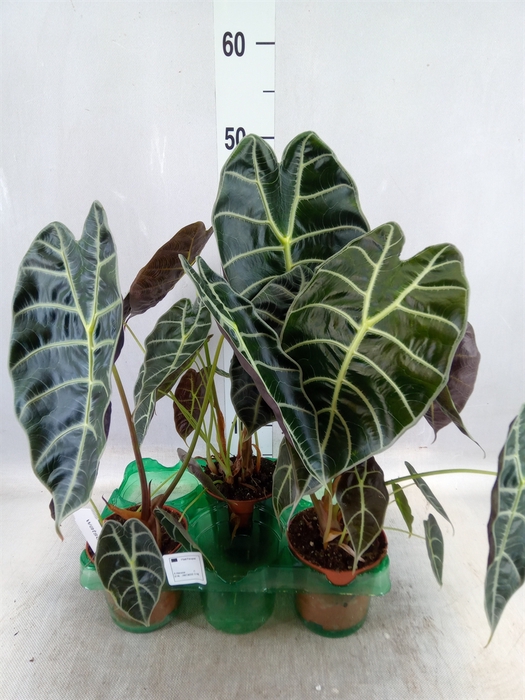 <h4>Alocasia   ...</h4>