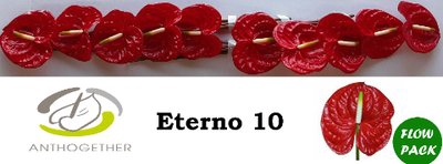 <h4>Anthurium eterno</h4>
