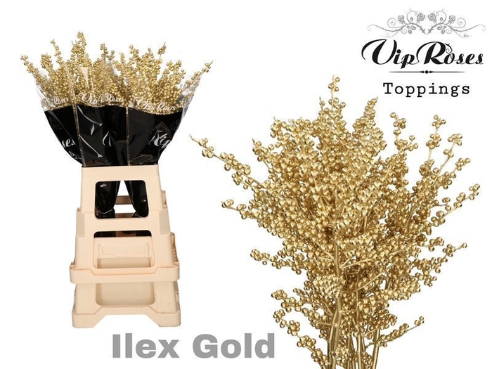 <h4>Ilex paint gold</h4>