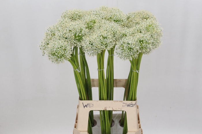 <h4>Allium Mount Everest</h4>