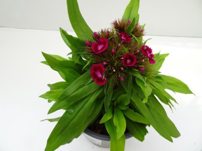<h4>Dianthus barbatus</h4>
