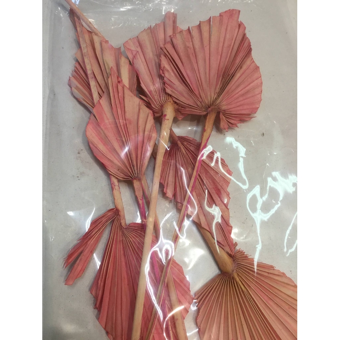 <h4>DRIED FLOWERS - PALM SPEAR PINK 7PCS</h4>
