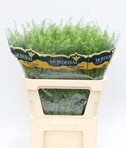 <h4>Thlaspi green bell</h4>