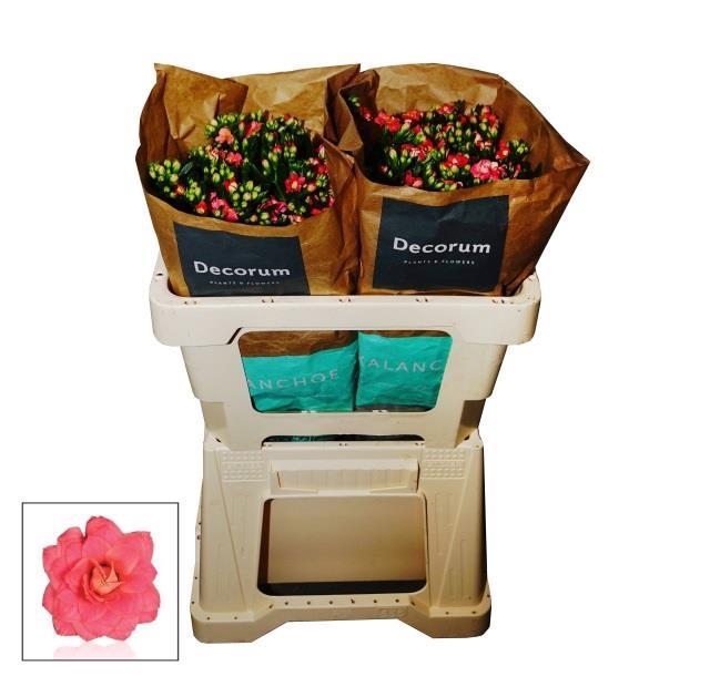 <h4>Kalanchoe diamond cherry</h4>