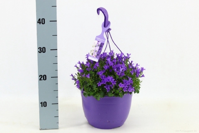 <h4>Campanula portenschlagiana</h4>