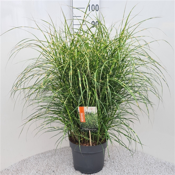 <h4>Miscanthus Sin. Strictus Dwarf P26</h4>