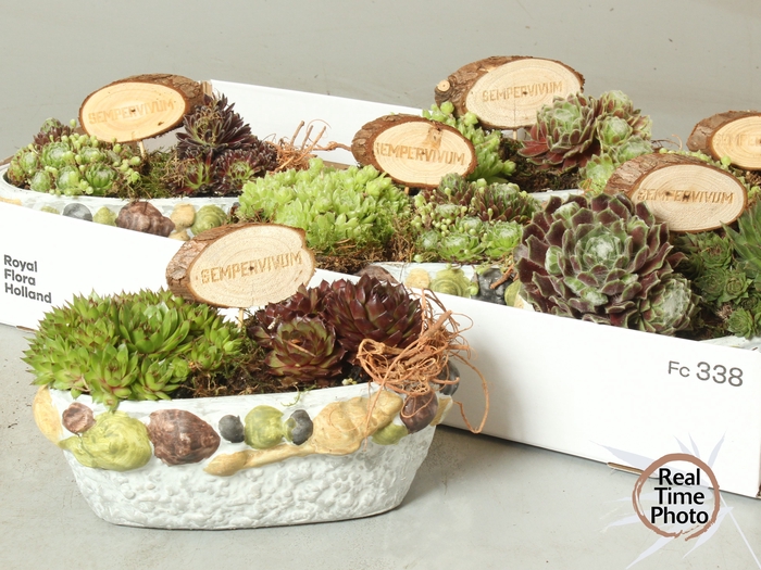 <h4>ARR SEMPERVIVUM</h4>