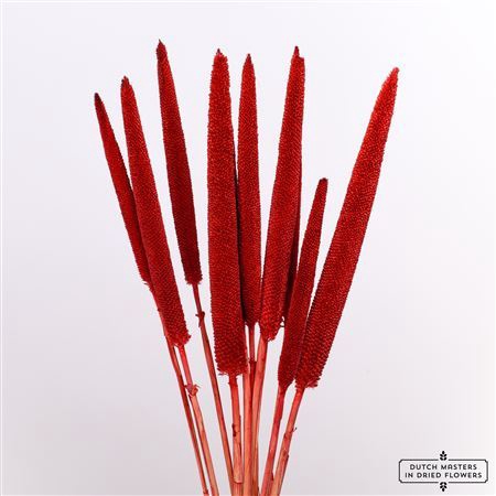 <h4>Dried Babala 10pc Red Bunch</h4>