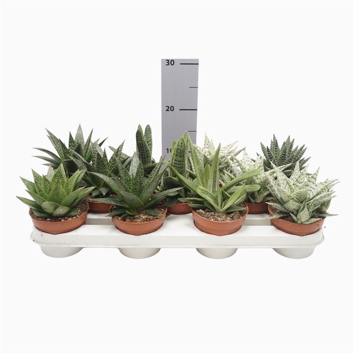 <h4>Aloe   ...mix</h4>