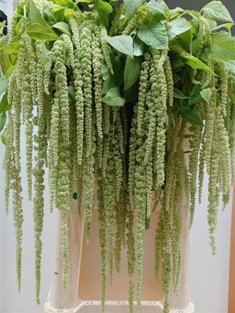 <h4>Amar Ca Green Pearls</h4>