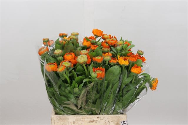 <h4>Calendula orange</h4>
