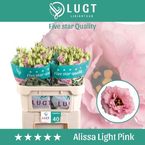 <h4>Eust. Alissa Light Pink 998</h4>