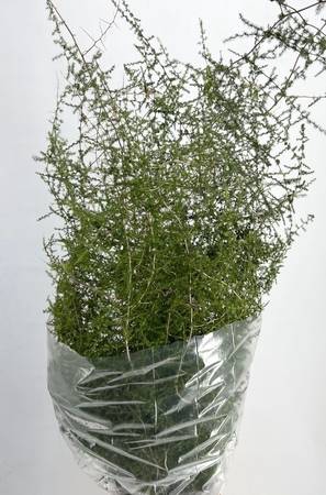 <h4>Leaf asparagus wild</h4>