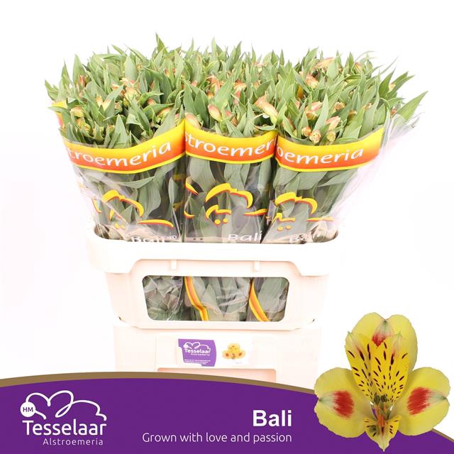 <h4>ALSTR BALI</h4>