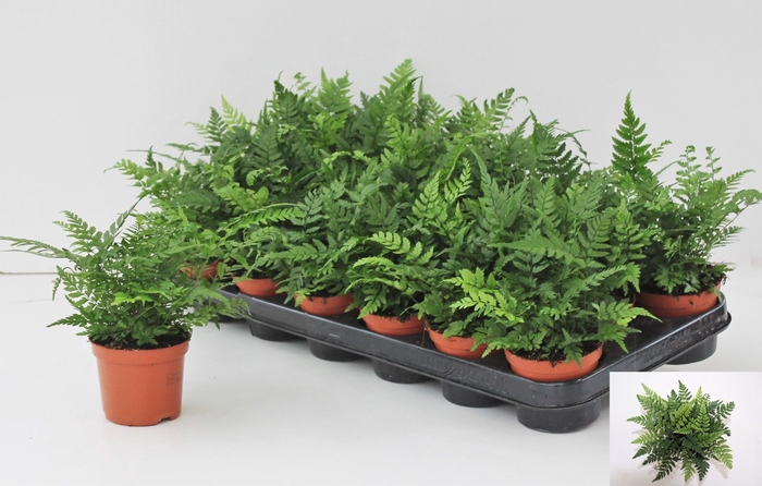 <h4>ATHYRIUM OV</h4>