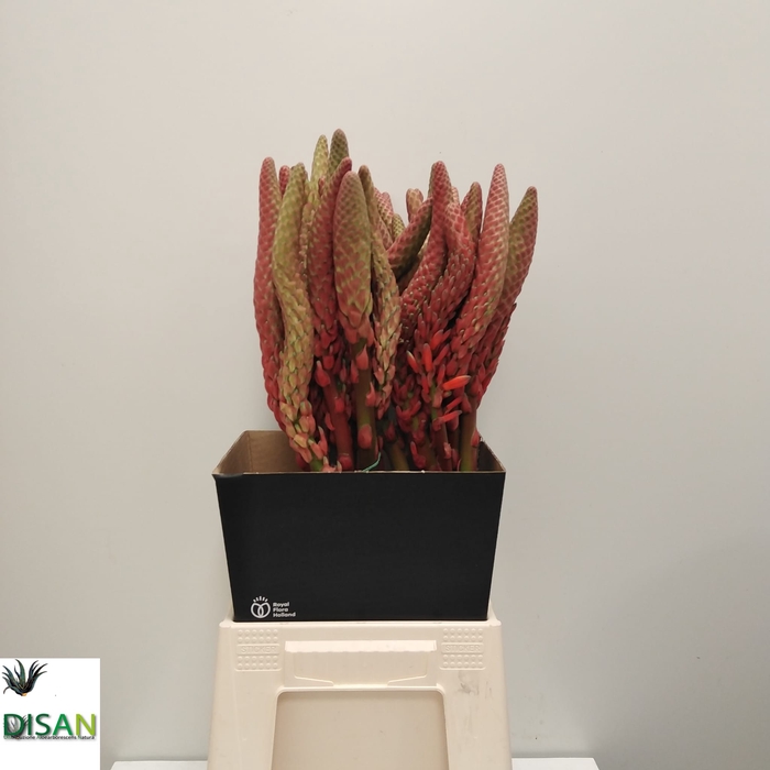 <h4>ALOE ARBORESCENS</h4>