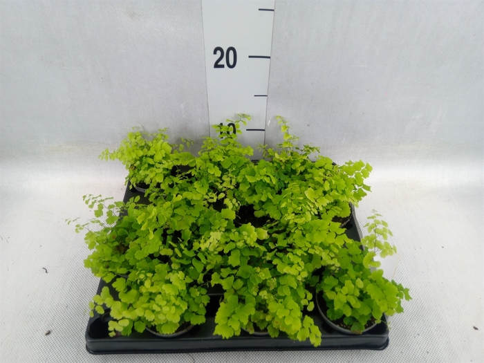 <h4>Adiantum raddi. 'Fritz-Luthi'</h4>